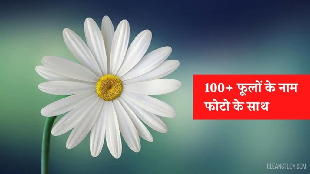 flowers name in hindi english