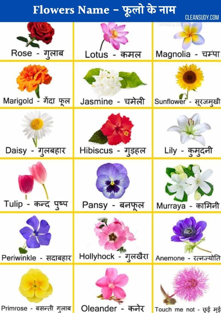 100+ Flowers Name in Hindi / English - फूलो के नाम
