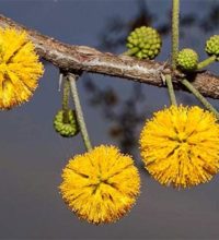 acacia-flower