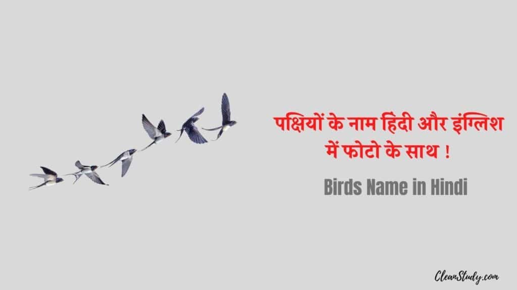 birds name in hindi
