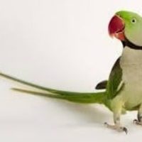 Alexandrine-Parakeet-bird