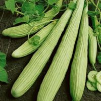 Cucumis-Utilissimus-long-cucumber