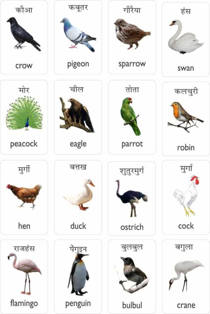 birds-in-hindi-hindi-taal-en-zuid