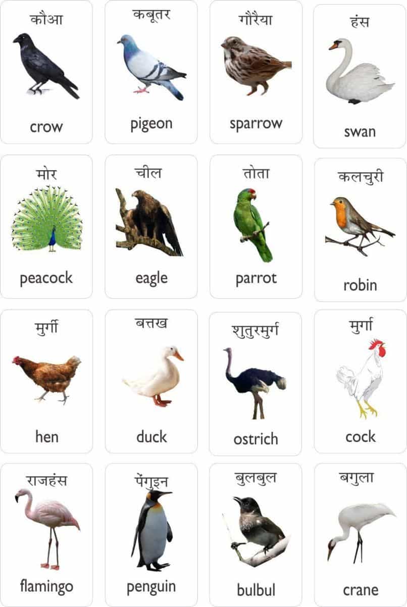 Birds Name in Hindi And English – पक्षियों के नाम