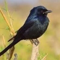 black-drongo-bird