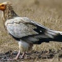egyptian-vulture-bird