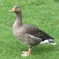 goose-bird