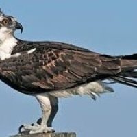 osprey-bird