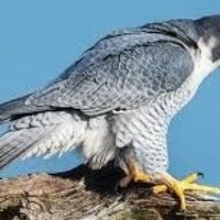 peregrine-falcon-bird