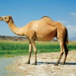 Arabian-dromedary-camel