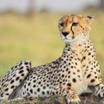 Cheetah-in-Hindi