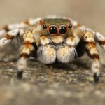 Feat-Img-spider-blog