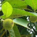 Kadamba-Fruit