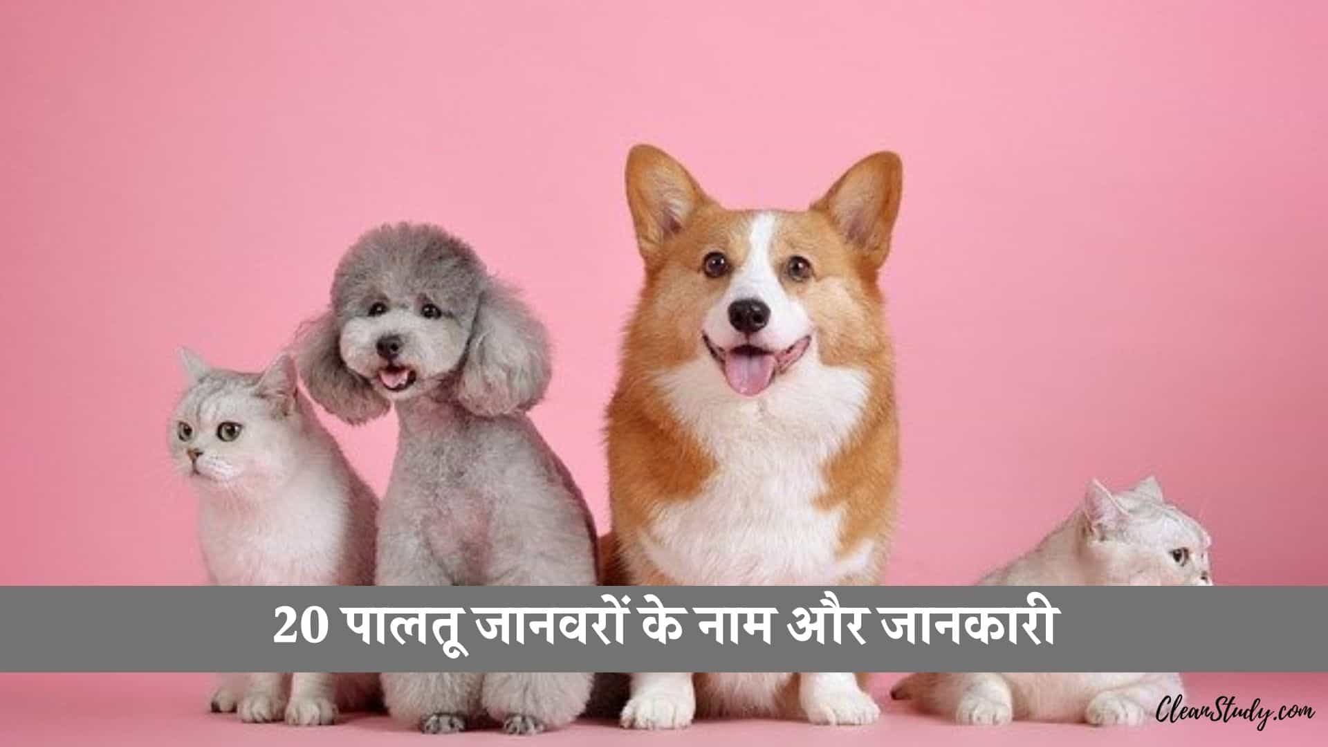 20+ Domestic Animals Name in Hindi and English