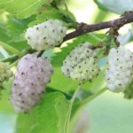 White-Mulberry