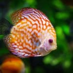 aquarium-fish