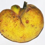 badhal-fruit