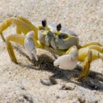 crab_cropped_2