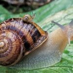 snails-af1f9bf