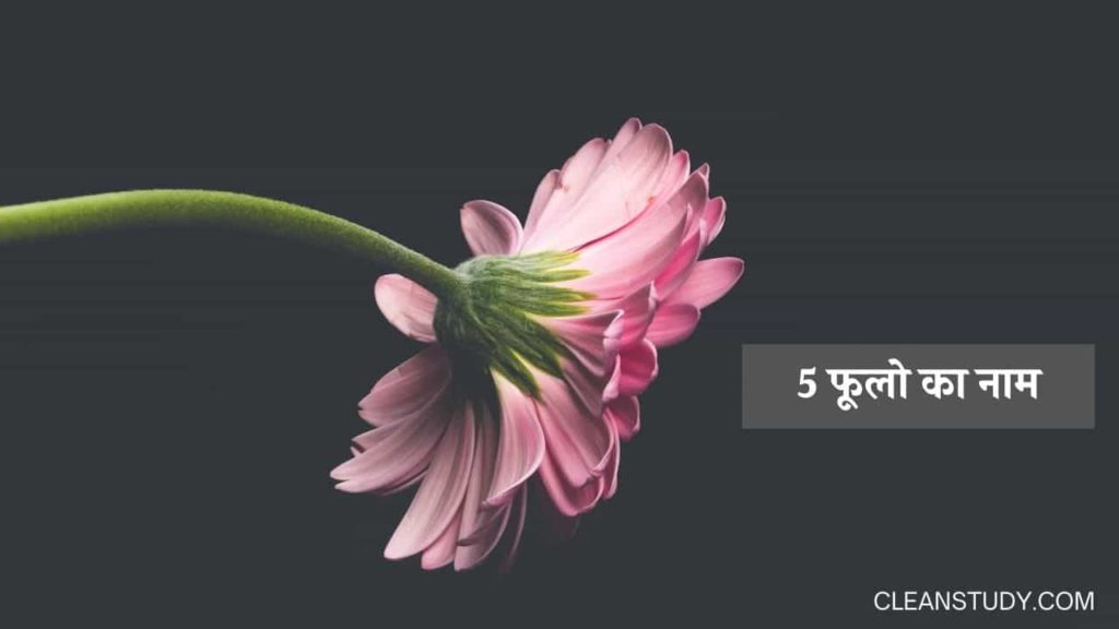 5 flowers name in hindi